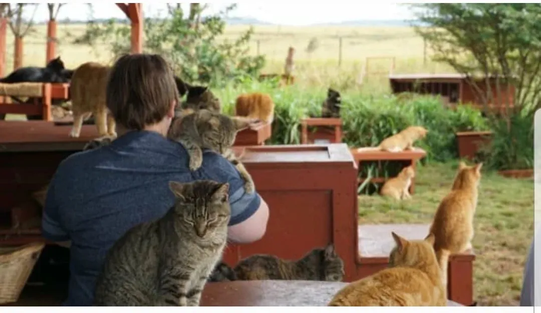 На Гаваях заборонили годувати бездомних котів