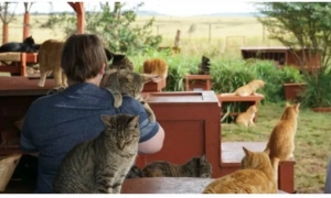 Угорщина і Румунія об'єдналися проти України через закон про освіту