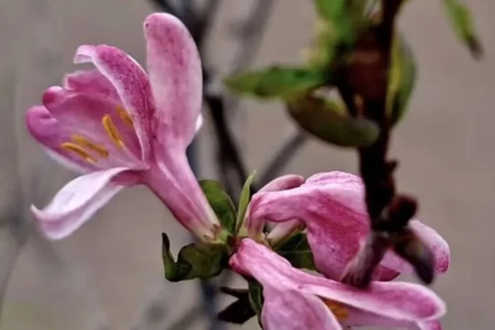 На Одещині перед Новим роком зацвіли квіти - фото