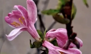 Прокуратура оголосила підозри поліцейським, які у Львові напали на двох ветеранів російсько-української війни