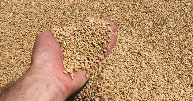 Пошкоджено елеватор та знищено зерно: війська рф завдали удару по харчовому підприємству