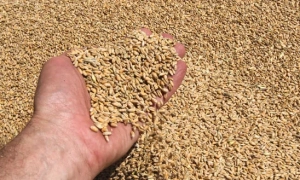 На Запорізькій АЕС російські терористи вбивають десятки диких тварин