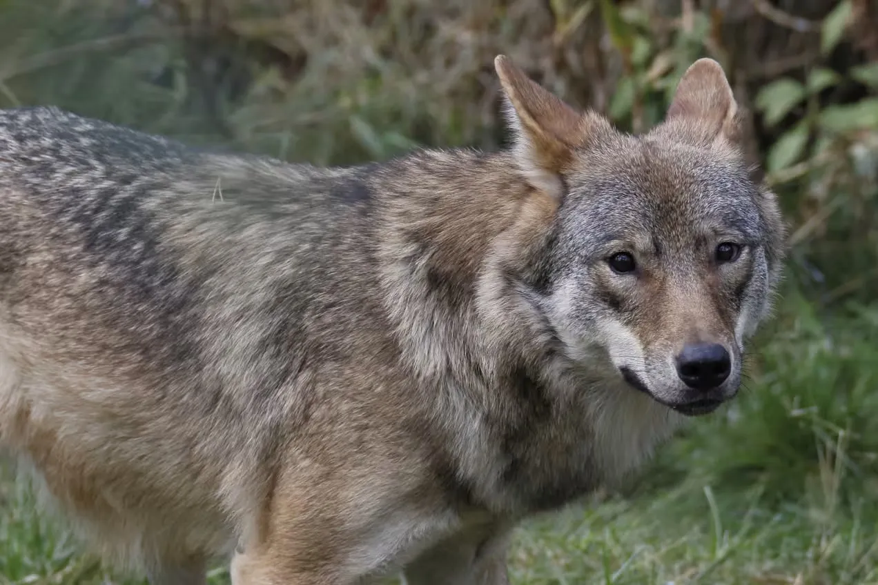 Фінляндія знову дозволила полювання на вовків після скасування заборони