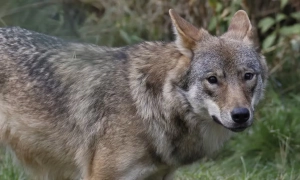 До Туреччини прибув корабель із зерном з окупованого Бердянська: дипломати відреагували