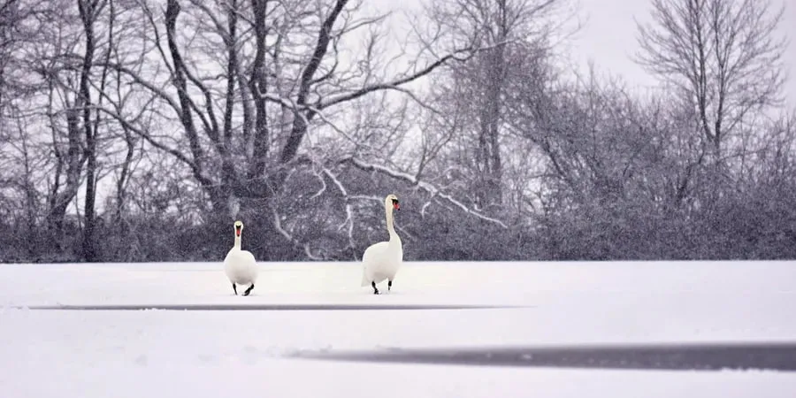Синоптики прогнозують потепління до 0°C в окремих областях України