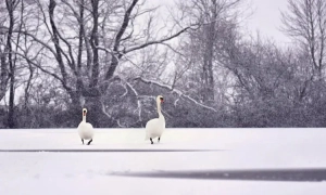 Юлія Тимошенко спростувала причетність до аудіозаписів НАБУ у справі про хабарі депутатів
