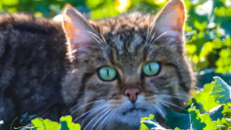 На Одещині помітили рідкісного лісового кота