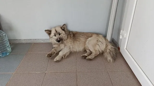 В Україні готують правила для допуску тварин у магазини та кафе