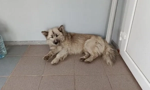 В Україні 7,7 тисяч шкіл працюють в очному чи змішаному форматі, а 5,2 тисяч – в онлайн-режимі