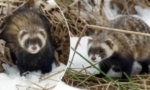 «Хет-трик» Луценка: затримано старшого слідчого ГПУ за спробу отримання хабара