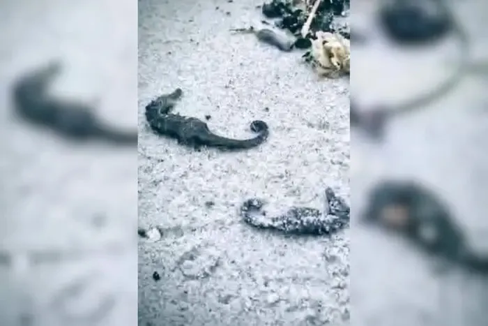 На одеському узбережжі зафіксували масову загибель морських коників