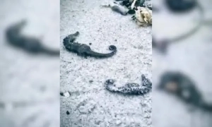 Пільгове ввезення енергообладнання діятиме до 2029 року