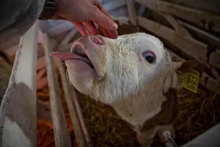 Через падіння цін ферми з виробництва молока можуть зупинити роботу