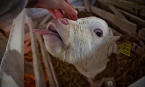 Програму “Зерно з України” налаштують для співпраці із сирійською адміністрацією, - Зеленський