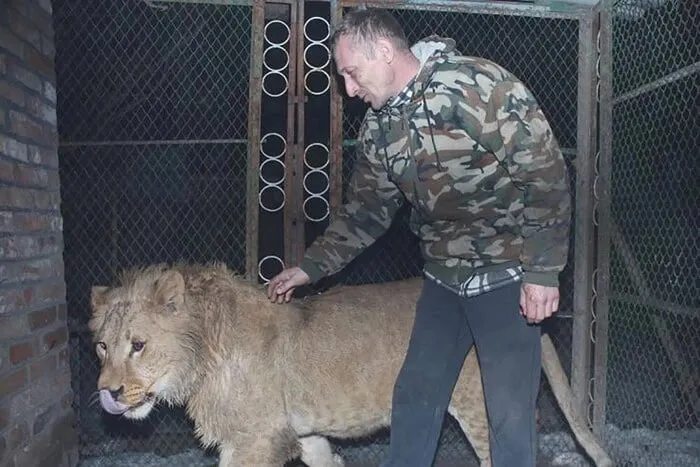 Суд виніс вирок власнику левиць, які втекли з вольєру