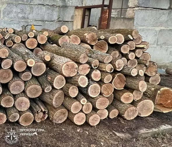 На Харківщині судитимуть посадовця та спільника за масову вирубку лісу