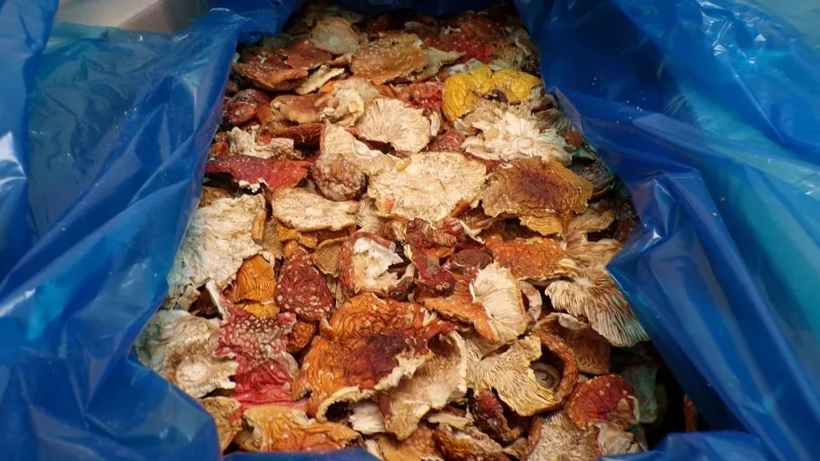 Поляки затримали українця за контрабанду сушених мухоморів