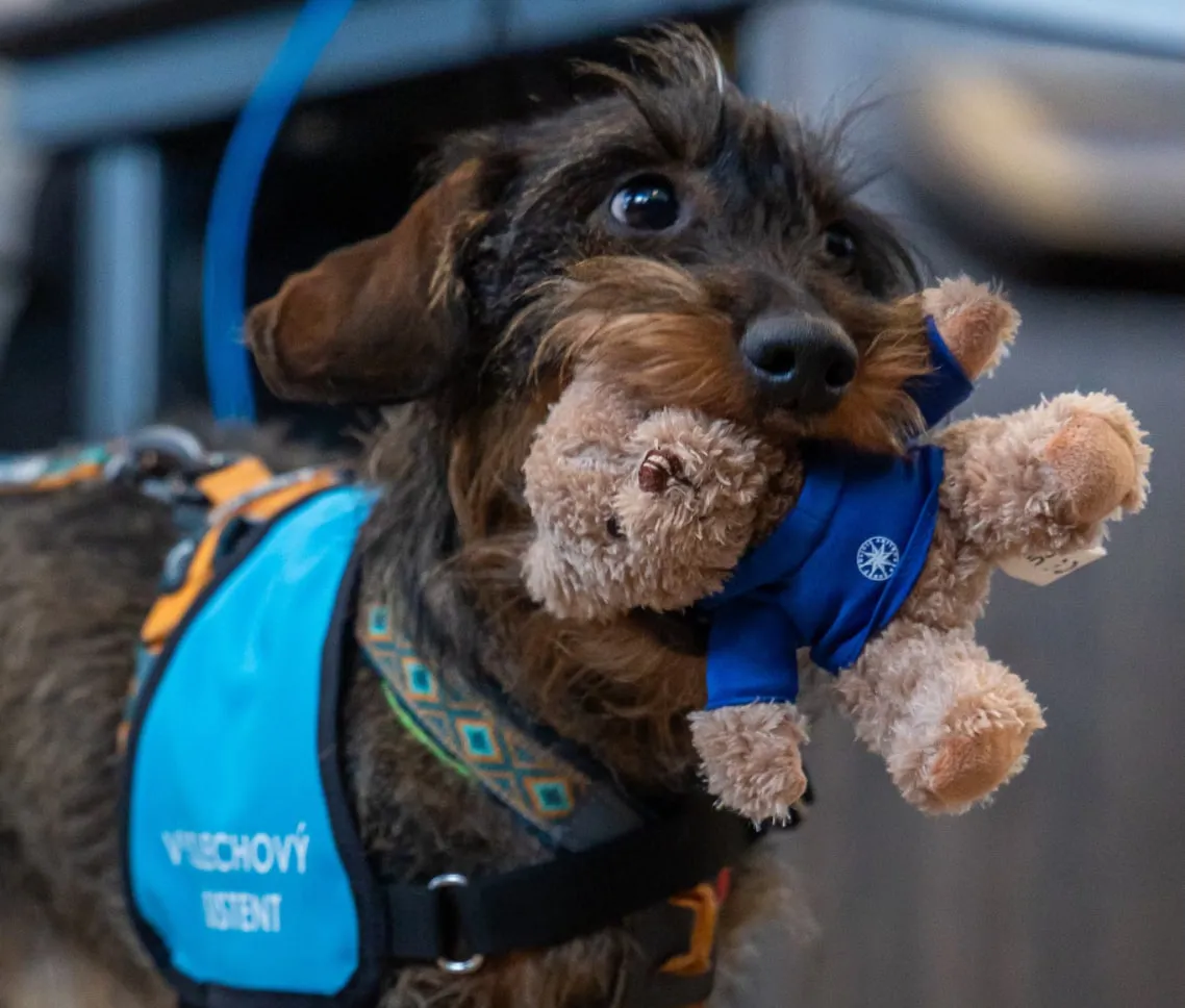 Поліція Чехії використовує собак, щоб зменшити стрес під час допитів