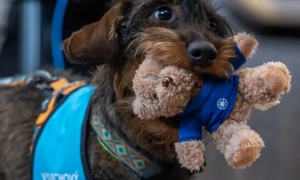 Стрілянина в Парижі: у ЗМІ зʼясували, що злочинець торік з шаблею напав на табір мігрантів