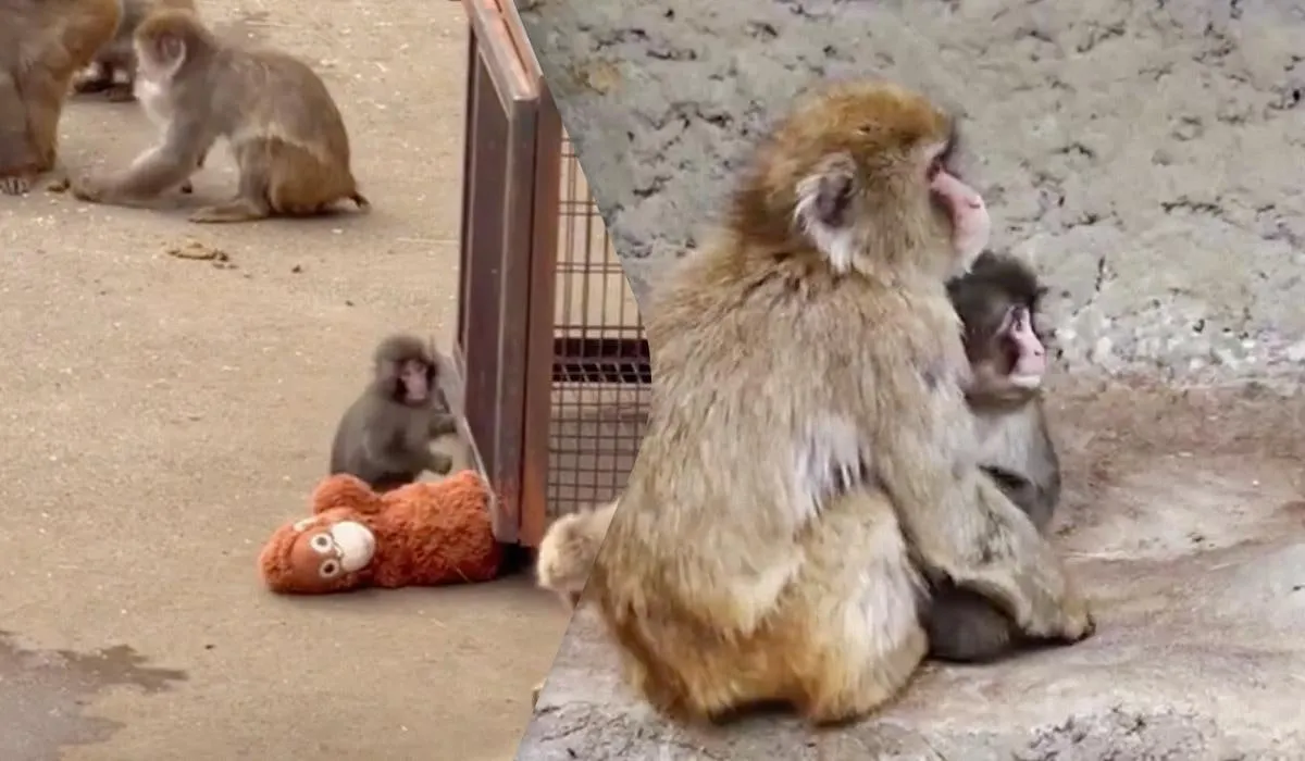 Покинуте мавпеня в Японії знайшло нову сім’ю