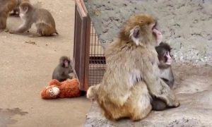 Покинуте мавпеня в Японії знайшло нову сім’ю