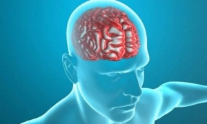 Мозок людини розвивається до 30 років – дослідження