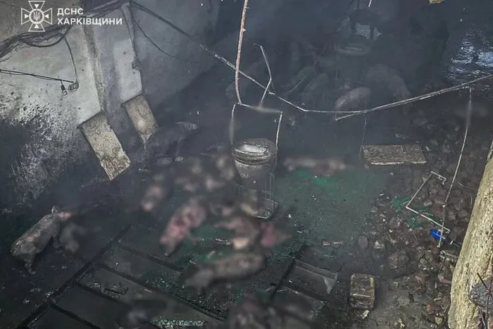 Росіяни вдарили по фермі на Харківщині: загинули 100 свиней