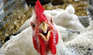 До Казахстану введуть колективні війська ОДКБ — Пашинян