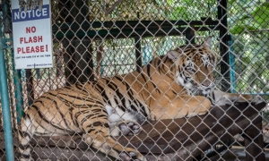 Європарламент призупиняє торговельну угоду зі США через «митний хаос» — Bloomberg