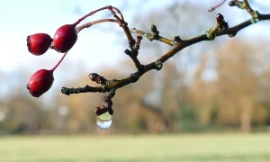 Кабмін передав свої функції щодо субсидій Пенсійному фонду