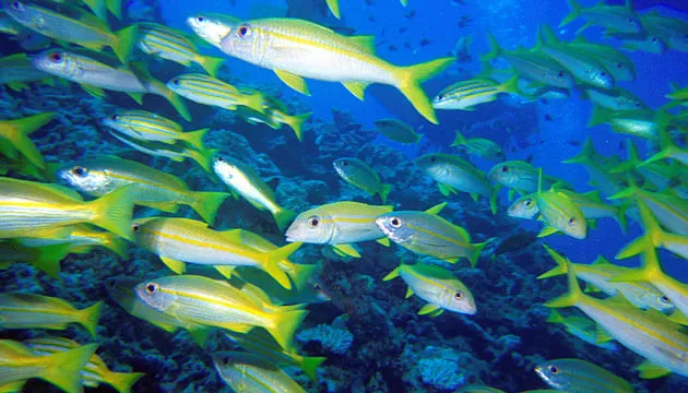 Лише +0,1°C, океанічне потепління різко скорочує популяцію риби