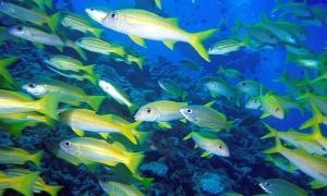 Понад половина українців обирає демократію, як бажаний устрій