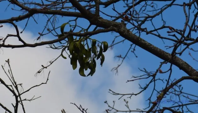 6 березня в Україні місцями мокрий сніг і дощ, температура вдень до +11°