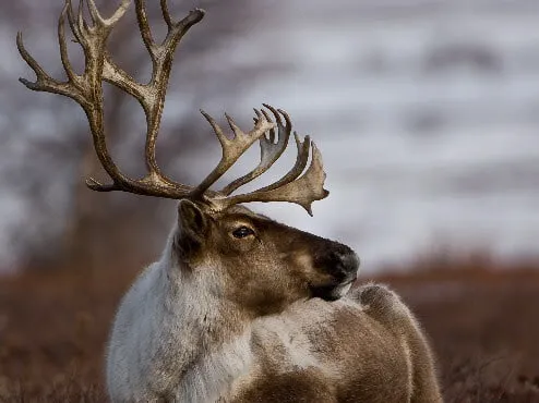 На Камчатці оленеводам вже більше 3 місяців затримують зарплати