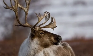 ЄС попередив про виснаження світових запасів ППО через Іран