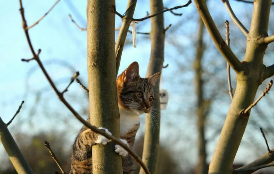 Лютий 2026 року став п’ятим найтеплішим у світі за всю історію спостережень