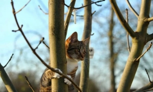 Собор УПЦ КП назвав ім'я єдиного претендента на пост глави помісної церкви