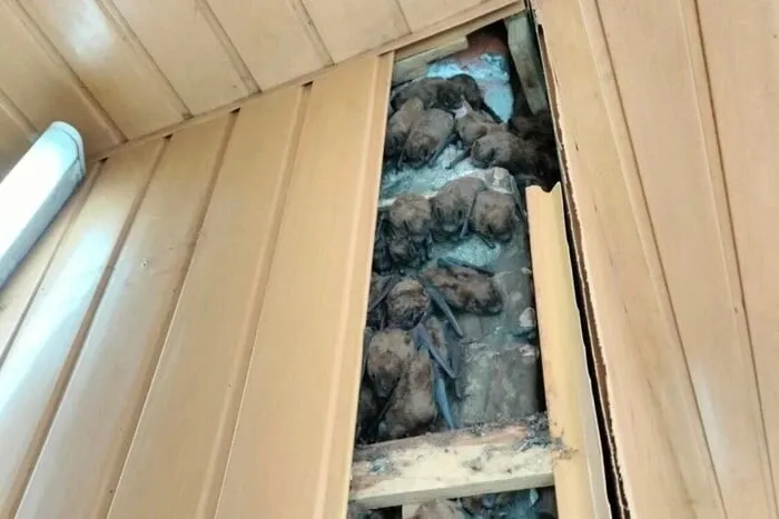 Харків’янка знайшла у квартирі 900 кажанів