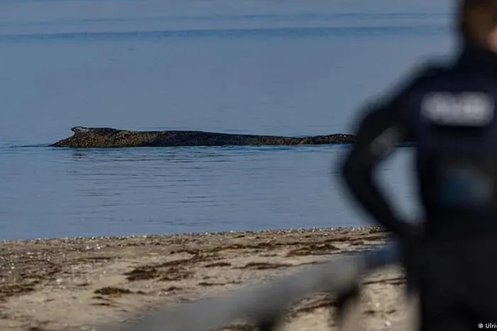 На узбережжі Німеччини рятують кита, що застряг на мілині