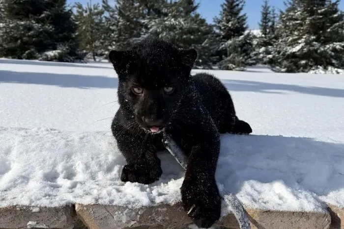 У зоопарку на Київщині народився рідкісний чорний леопард (відео)