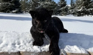 На Закарпатті виникла масштабна лісова пожежа, задіяли авіацію