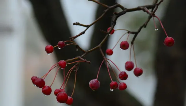 В Україні 26 березня місцями пройдуть дощі, вдень до +18°