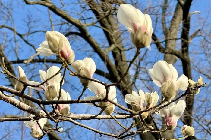 У Києві зацвіли перші магнолії, де їх можна побачити