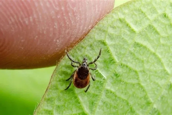 Почався сезон кліщів, як діяти після укусу
