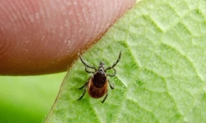 Міністр культури повідомив про початок втечі попів УПЦ МП з Лаври