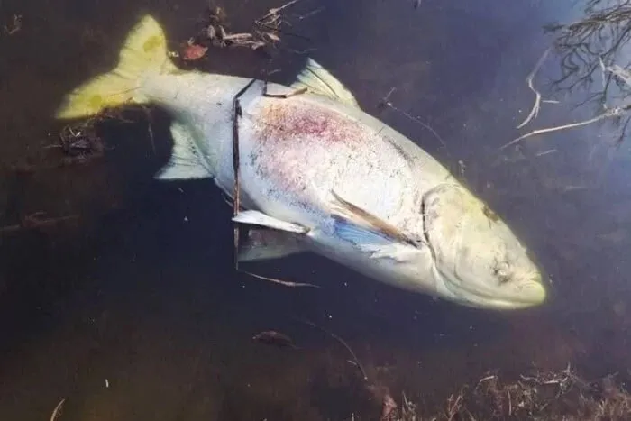 Назвали причину загибелі риби на найбільшому озері в Пущі-Водиці