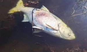 ABROAD EXPO 2026 у Києві — подія про навчання, кар’єру та бізнес за кордоном