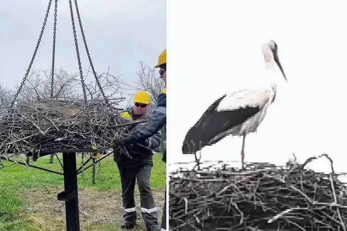 У Дніпрі енергетики встановлюють платформи для гнізд лелек
