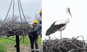 Екс-глава «Нафтогазу» отримав підозру від НАБУ 