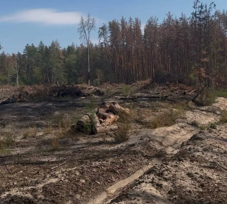 На Львівщині викрили схему незаконної вирубки лісу на 103 млн грн